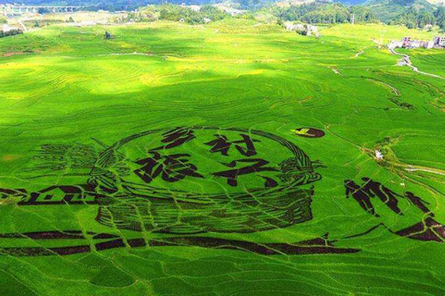 鄉(xiāng)村振興與智慧農(nóng)業(yè)的發(fā)展息息相關(guān)？