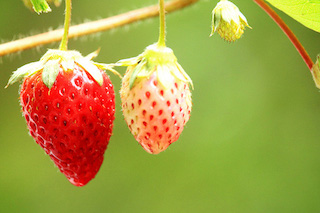 陽(yáng)臺(tái)種植盆栽草莓，做好4個(gè)關(guān)鍵點(diǎn)，坐等吃又大又甜的草莓吧！