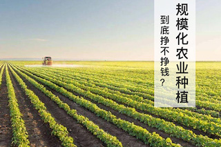 規(guī)模化農(nóng)業(yè)種植不賺錢？別鬧了，那是你不會經(jīng)營導(dǎo)致的