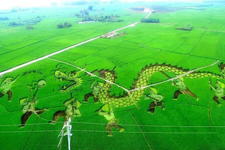 做好以下五點，特色農(nóng)業(yè)的發(fā)展怎能不“特色”！