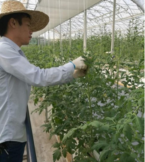 番茄定植后繞蔓、打側(cè)芽.png